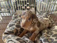 Hershey , a female Miniature Dachshund for sale in Venus, FL – 6 of 10