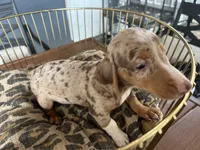 Baby, a female Miniature Dachshund for sale in Venus, FL – 4 of 9