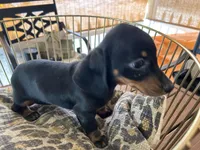 Sasha, a female Miniature Dachshund for sale in Venus, FL – Photo 3 of 8