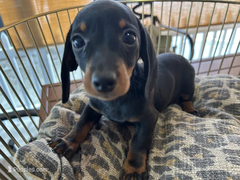 Sasha – Miniature Dachshund puppy for sale in Venus, FL