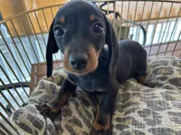 Sasha, a female Miniature Dachshund for sale in Venus, FL – Photo 1 of 8
