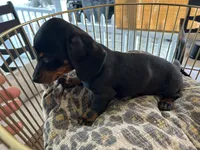 Sasha, a female Miniature Dachshund for sale in Venus, FL – Photo 8 of 8