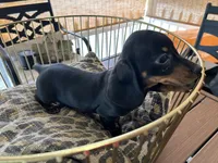Sasha, a female Miniature Dachshund for sale in Venus, FL – Photo 7 of 8