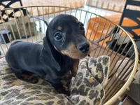 Sasha, a female Miniature Dachshund for sale in Venus, FL – Photo 2 of 8