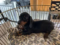 Sasha, a female Miniature Dachshund for sale in Venus, FL – Photo 4 of 8