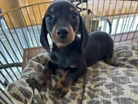 Sasha, a female Miniature Dachshund for sale in Venus, FL – Photo 5 of 8