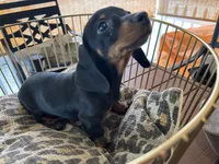 Sasha, a female Miniature Dachshund for sale in Venus, FL – Photo 6 of 8