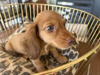 Prince, a male Miniature Dachshund for sale in Venus, FL – 2 of 10