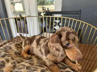 Baby, a female Miniature Dachshund for sale in Venus, FL – 9 of 9