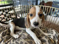 Snoopy, a male Beagle for sale in Venus, FL – 5 of 9