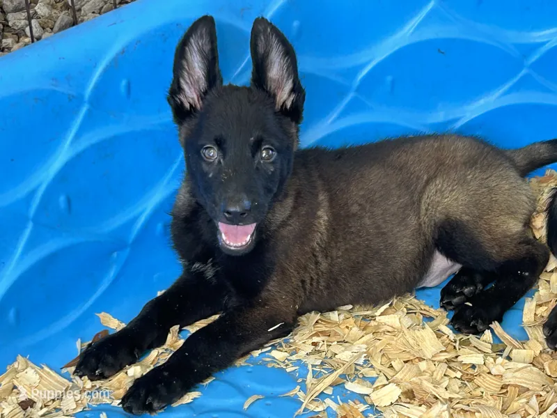 Zeus – Belgian Malinois puppy for sale in Venus, FL