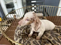 Missy, a female Miniature Dachshund for sale in Venus, FL – 5 of 9