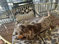 Hershey , a female Miniature Dachshund for sale in Venus, FL – 8 of 10