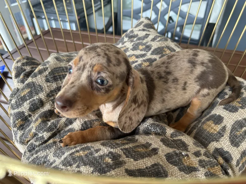 Chelsea  – Miniature Dachshund puppy for sale in Venus, FL