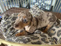 Chelsea , a female Miniature Dachshund for sale in Venus, FL – 9 of 10