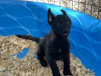 Zeus, a male Belgian Malinois for sale in Venus, FL – 5 of 10