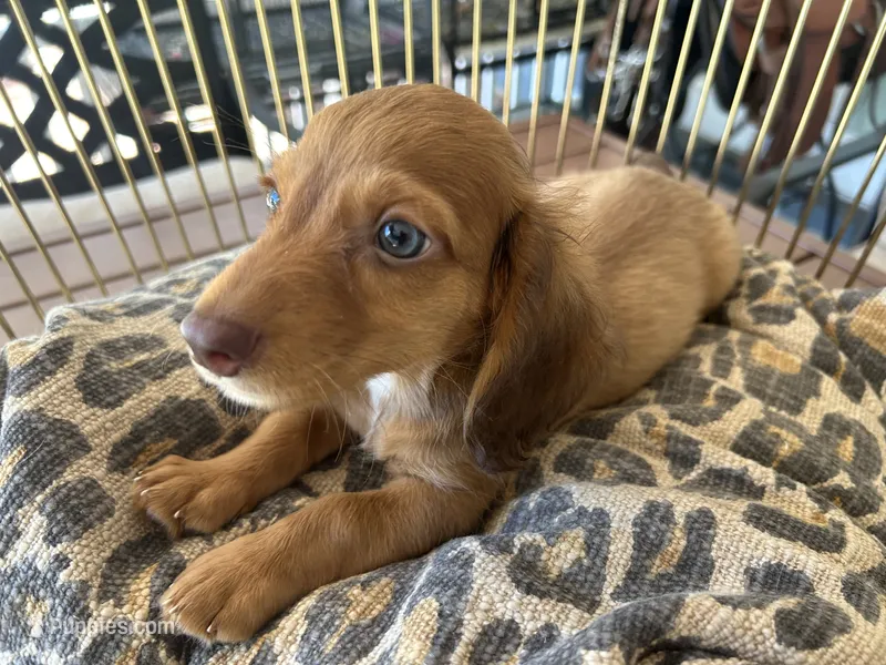 Prince – Miniature Dachshund puppy for sale in Venus, FL