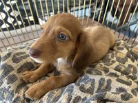Prince, a male Miniature Dachshund for sale in Venus, FL – 4 of 10