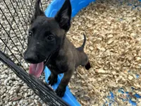 Drako, a male Belgian Malinois for sale in Venus, FL – 10 of 10