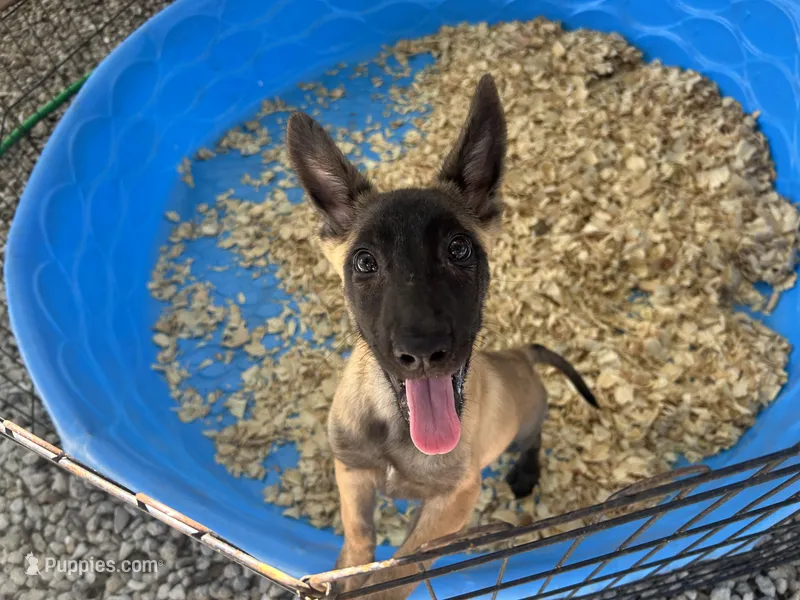 Sasha – Belgian Malinois puppy for sale in Venus, FL