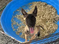 Sasha, a female Belgian Malinois for sale in Venus, FL – 1 of 7