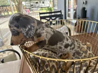 Blue, a male Miniature Dachshund for sale in Venus, FL – 4 of 10