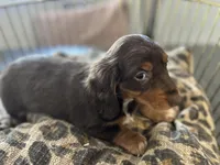 Princess, a female Miniature Dachshund for sale in Venus, FL – Photo 6 of 10