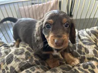 Princess, a female Miniature Dachshund for sale in Venus, FL – Photo 4 of 10