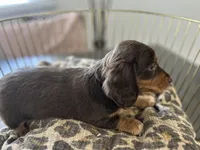 Princess, a female Miniature Dachshund for sale in Venus, FL – Photo 5 of 10