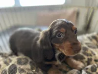 Princess, a female Miniature Dachshund for sale in Venus, FL – Photo 2 of 10