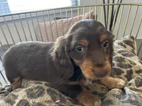 Princess, a female Miniature Dachshund for sale in Venus, FL – Photo 10 of 10