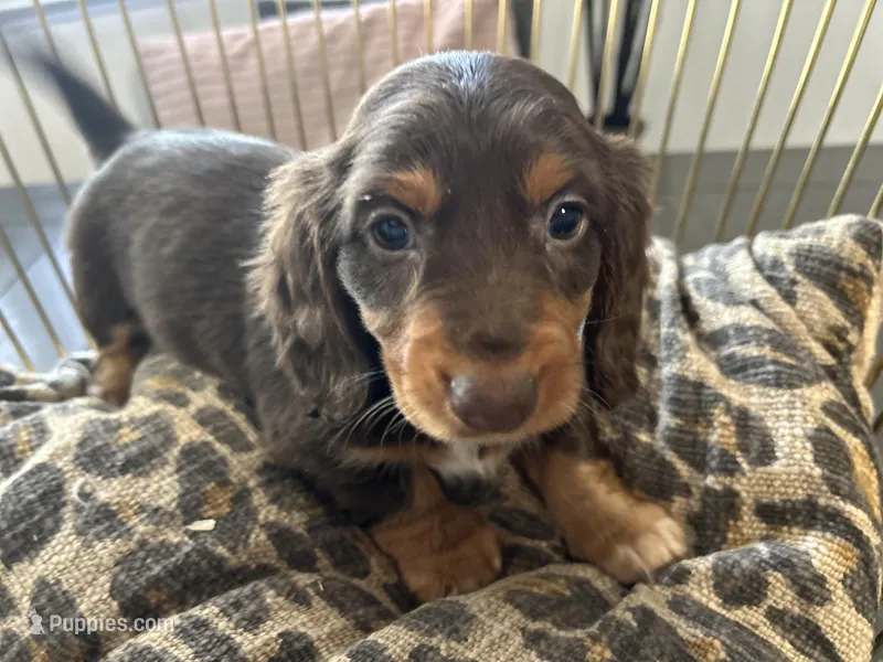 Princess – Miniature Dachshund puppy for sale in Venus, FL