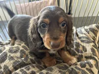 Princess, a female Miniature Dachshund for sale in Venus, FL – Photo 1 of 10