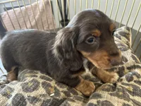 Princess, a female Miniature Dachshund for sale in Venus, FL – Photo 8 of 10