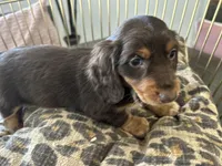 Princess, a female Miniature Dachshund for sale in Venus, FL – Photo 7 of 10