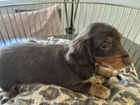 Princess, a female Miniature Dachshund for sale in Venus, FL – Photo 9 of 10