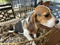 Snoopy, a male Beagle for sale in Venus, FL – 3 of 9
