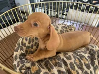 Buzz, a male Miniature Dachshund for sale in Venus, FL – 6 of 8