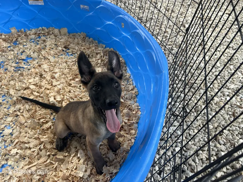 Rocky – Belgian Malinois puppy for sale in Venus, FL