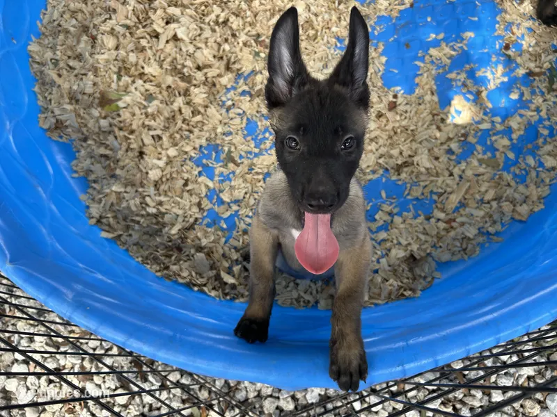 Luke – Belgian Malinois puppy for sale in Venus, FL
