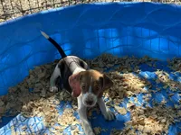 Red, a male Beagle for sale in Venus, FL – 5 of 8