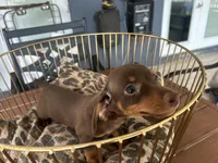 Sable, a female Miniature Dachshund for sale in Venus, FL – 8 of 8