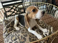 Snoopy, a male Beagle for sale in Venus, FL – 6 of 9