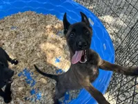 Luther, a male Belgian Malinois for sale in Venus, FL – 4 of 10