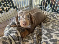 Snickers , a male Miniature Dachshund for sale in Venus, FL – 3 of 8