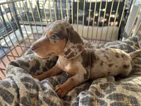 Hershey , a female Miniature Dachshund for sale in Venus, FL – 4 of 10