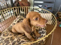 Prince, a male Miniature Dachshund for sale in Venus, FL – 6 of 10