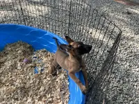 Ronnie, a male Belgian Malinois for sale in Venus, FL – 4 of 4