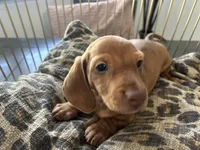 Red, a male Miniature Dachshund for sale in Venus, FL – Photo 9 of 10