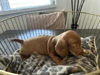 Red, a male Miniature Dachshund for sale in Venus, FL – Photo 10 of 10